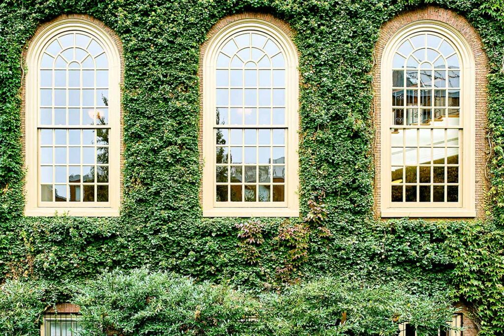 How To Grow And Care For Boston Ivy Gardeners Path