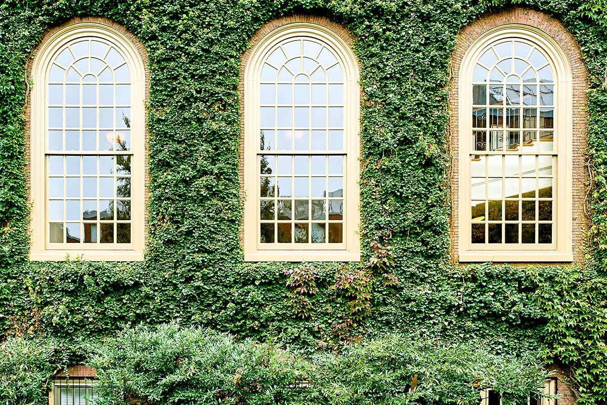 A horizontal image of the outside of a building at Harvard covered in Boston ivy (Parthenocissus tricuspidata).