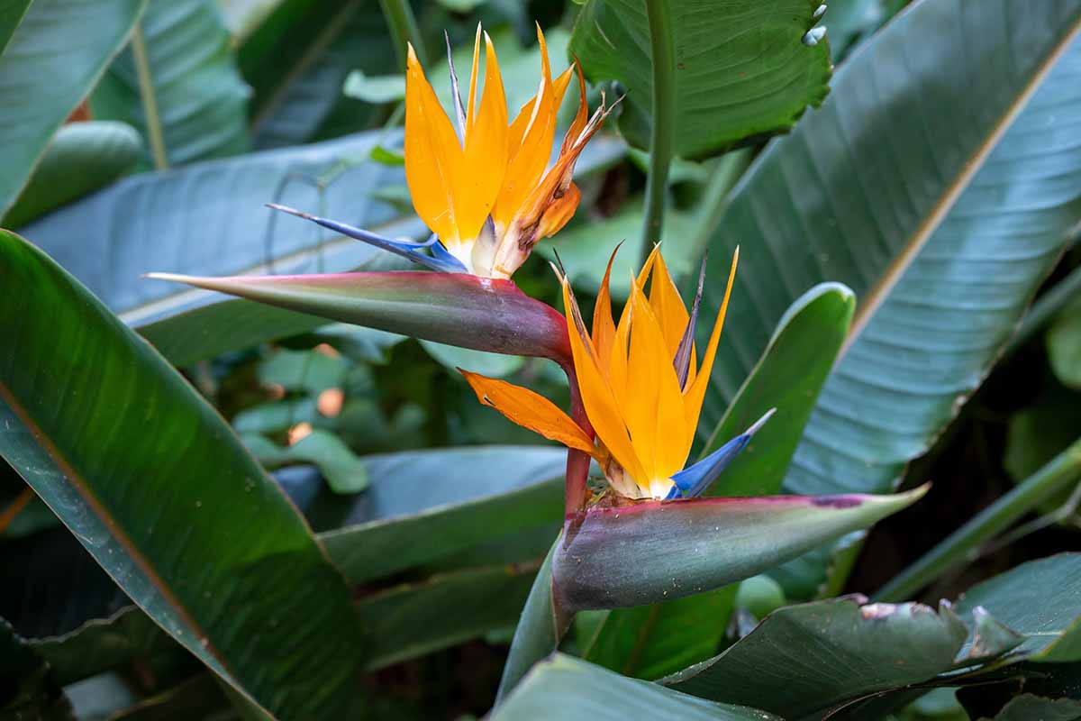 A close up horizontal image of bright bird of paradise flowers growing in the garden with foliage in soft focus in the background.