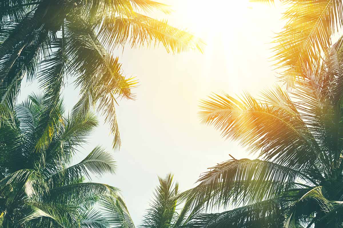 A horizontal image of the view up between palm trees of bright sunshine.