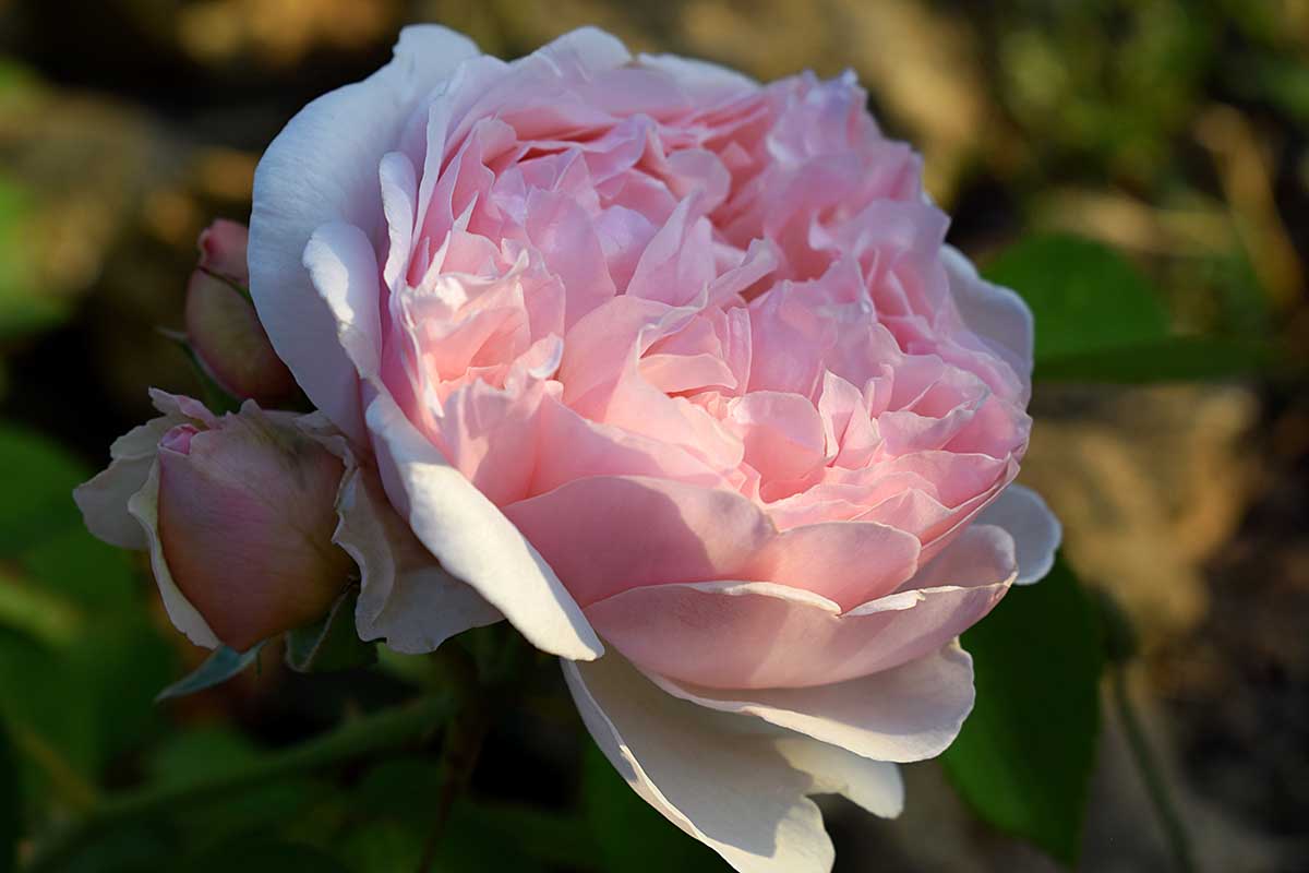 A close up horizontal image of a light pink bloom of 'Brother Cadfael' pictured in light evening sunshine on a soft focus background.