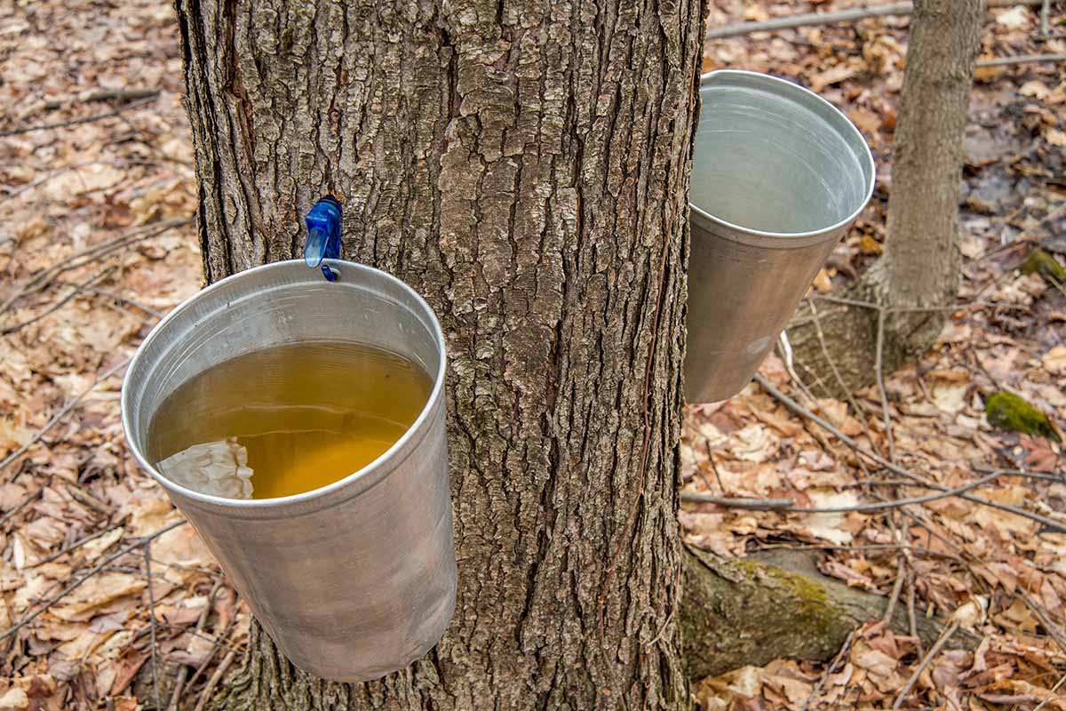 A close up horizontal image of two pails attached to the trunk of a maple tree collecting sap to produce syrup.