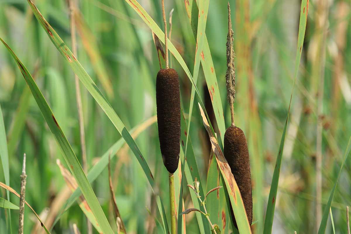 A close up horizontal image of bulrush grass growing in the garden pictured on a soft focus background.