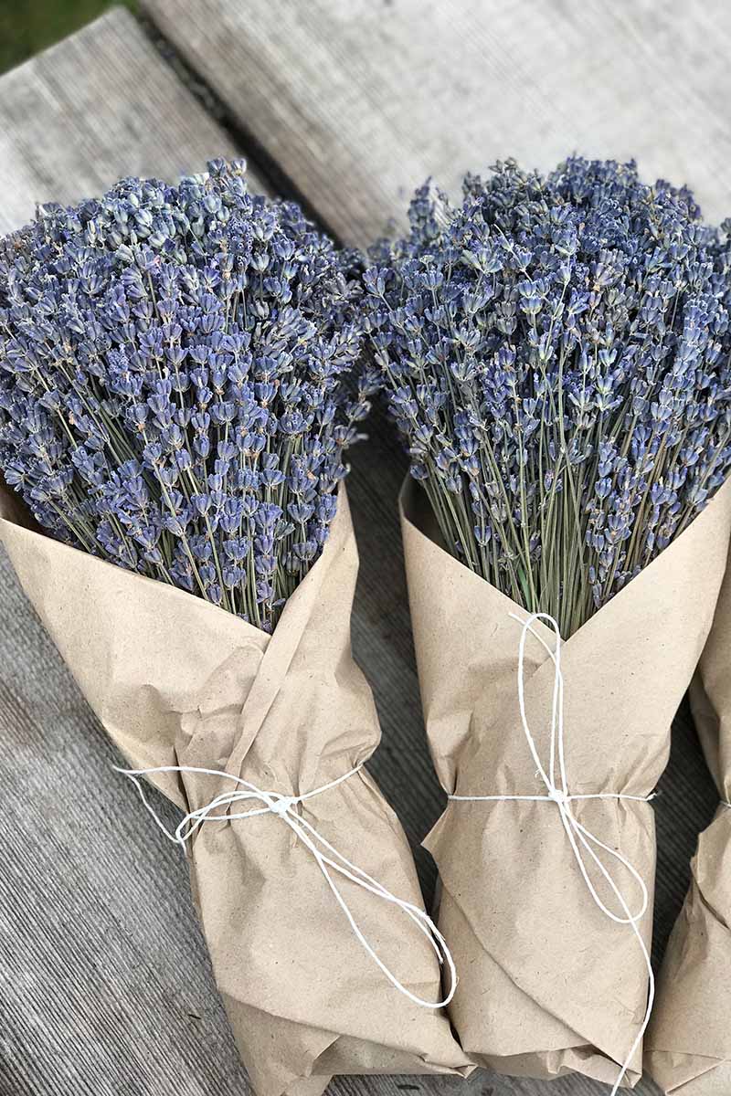 A close up vertical image of two bouquets of dried Lavandula flowers wrapped in brown paper, tied with string, and set on a wooden surface.