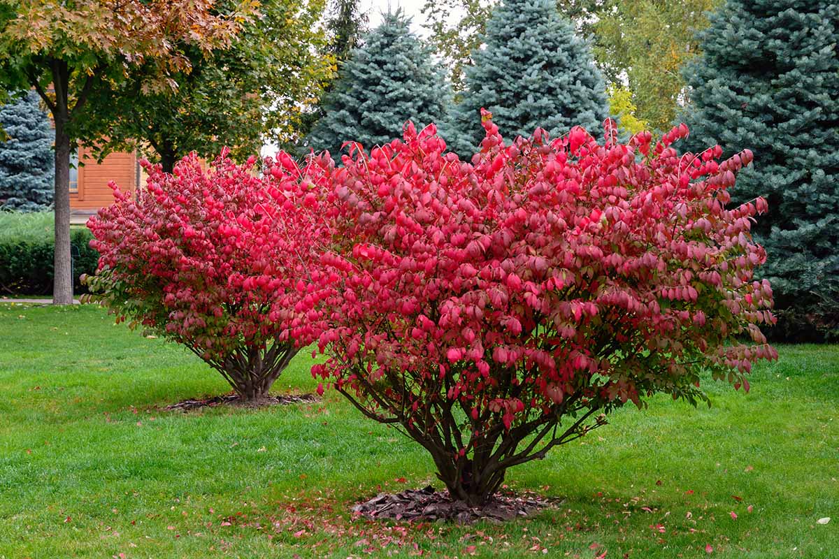 A horizontal image of burning bush shrubs with vibrant fall colors growing in the landscape.