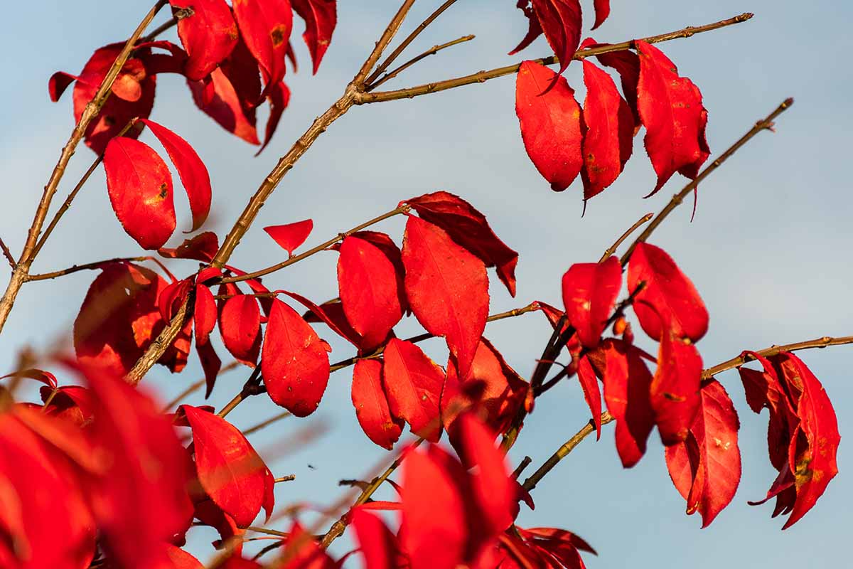 A close up horizontal image of the bright red fall foliage of the burning bush pictured on a gray background.