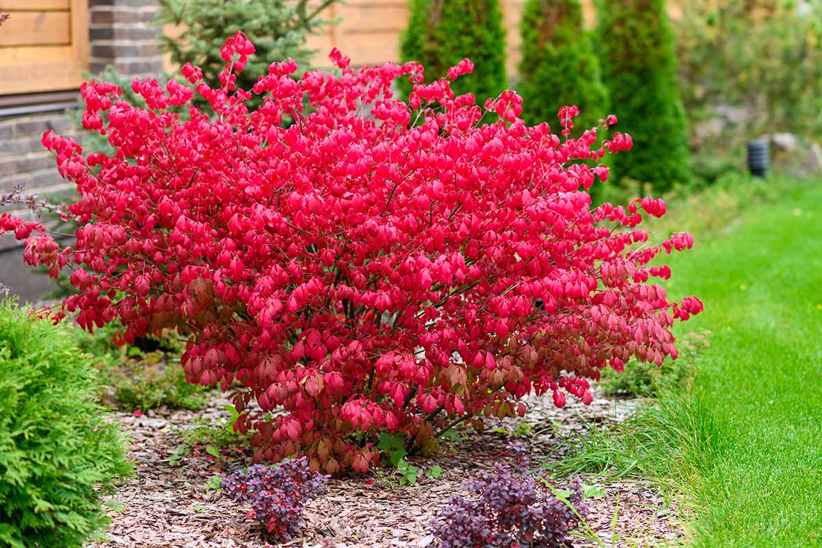 A close up horizontal image of the dramatic fall colors of a burning bush growing in a garden border.