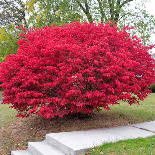 A square image of a bright red burning bush growing by the side of a concrete path.