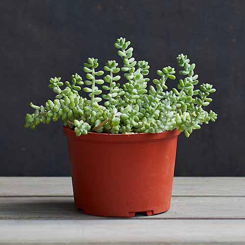 A square image of a burro tail growing in a small container set on a wooden surface.