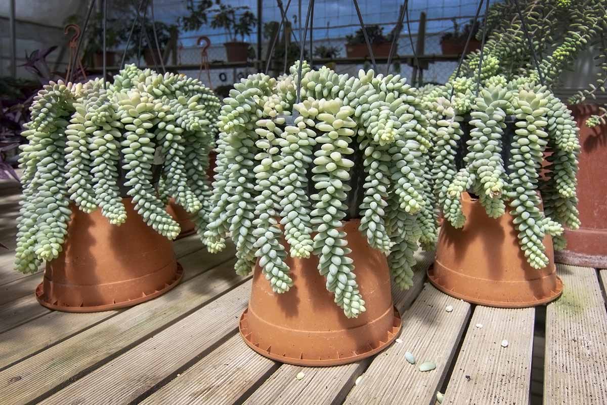 A close up horizontal image of burro's tail succulents trailing over the side of their pots.