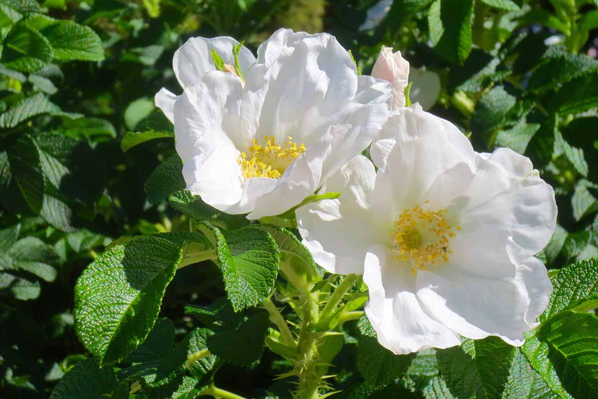 A close up horizontal image of Carpenteria californica flowers growing in the garden pictured in bright sunshine with foliage in soft focus in the background.