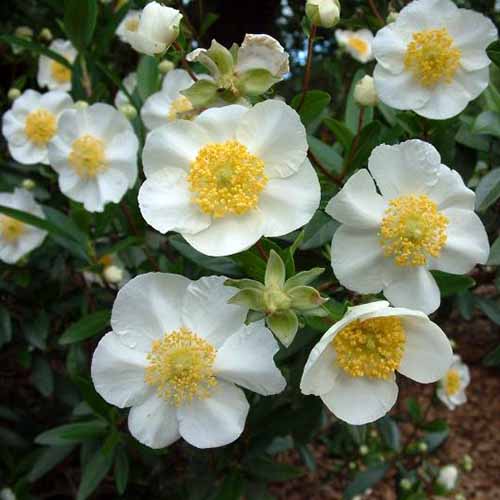 A close up square image of Carpenteria californica flowers growing in the garden.