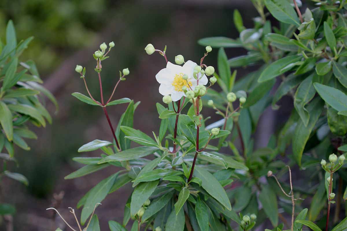 A close up horizontal image of buds of flowers of Carpenteria californica (bush anemone) growing in the garden pictured on a soft focus background.