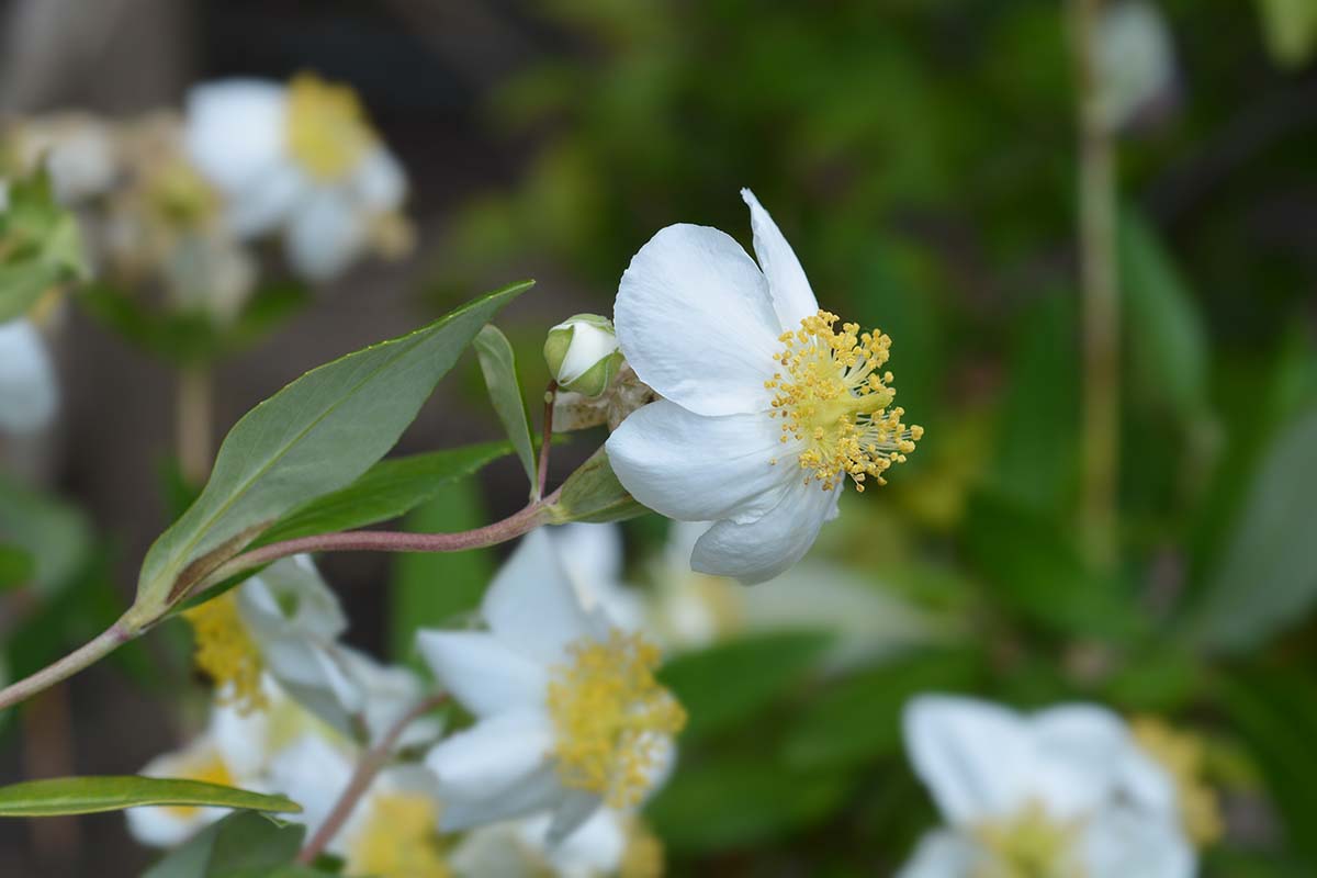 A close up horizontal image of white flowers of California tree anemone (Carpenteria californica) pictured on a soft focus background.