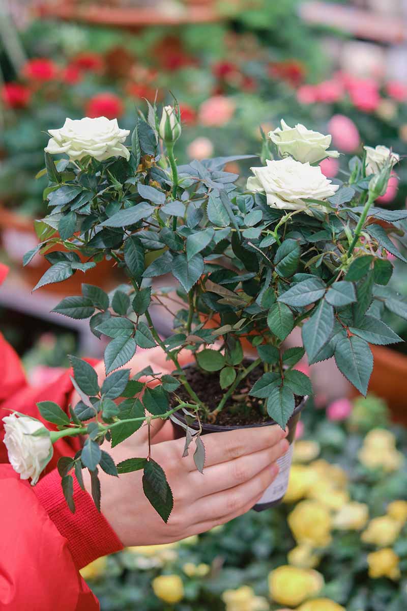 A close up vertical image of a gardener carrying a small potted rose shrub.