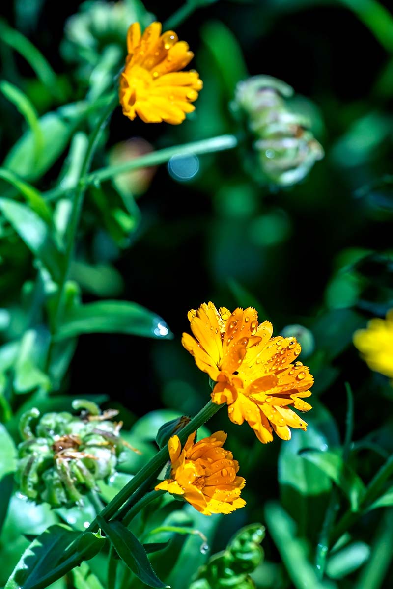A close up vertical image of pot marigolds growing in the garden pictured on a soft focus background.