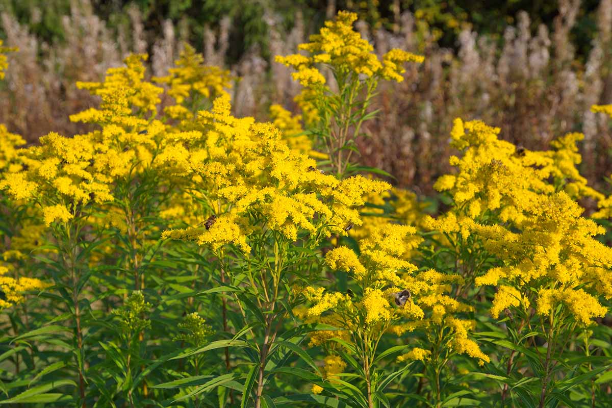 A close up horizontal image of Canada goldenrod growing wild in a meadow.