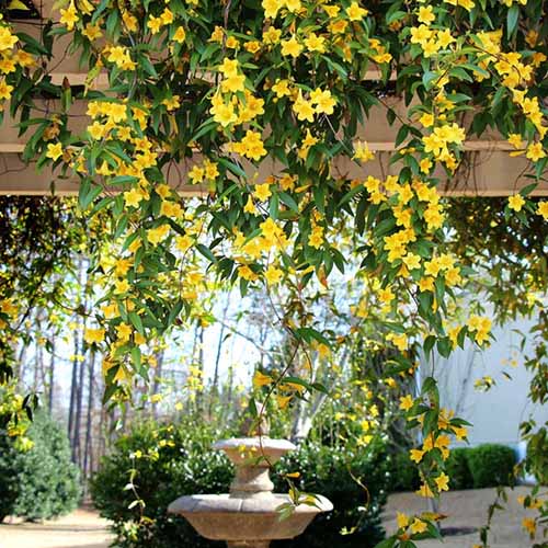 A square image of Carolina jessamine growing on an arbor with an abundance of yellow flowers.
