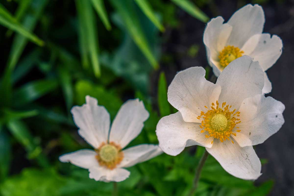 A close up horizontal image of white Carpenteria californica (bush anemone) flowers growing in the garden.