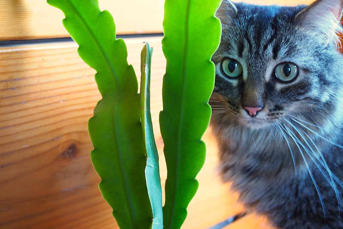 A close up horizontal image of a furry gray cat sneaking around behind an orchid cactus plant.