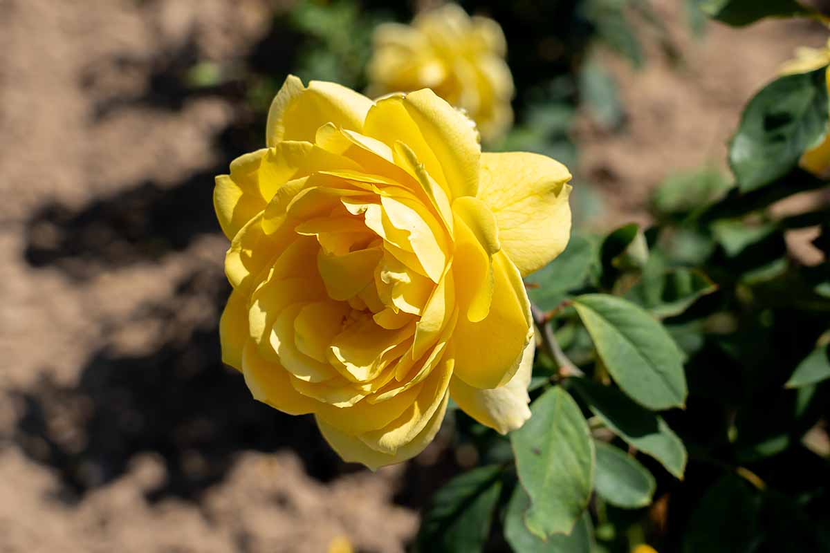 A close up of a 'Ch-Ching!' rose flower growing in the garden pictured in bright sunshine on a soft focus background.