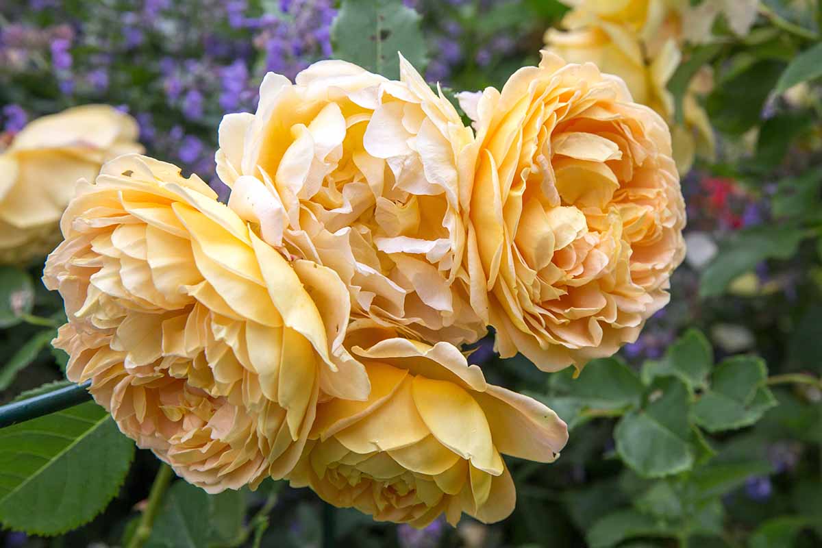 A close up horizontal image of a cluster of 'Charlotte' David Austin roses growing in the garden pictured on a soft focus background.