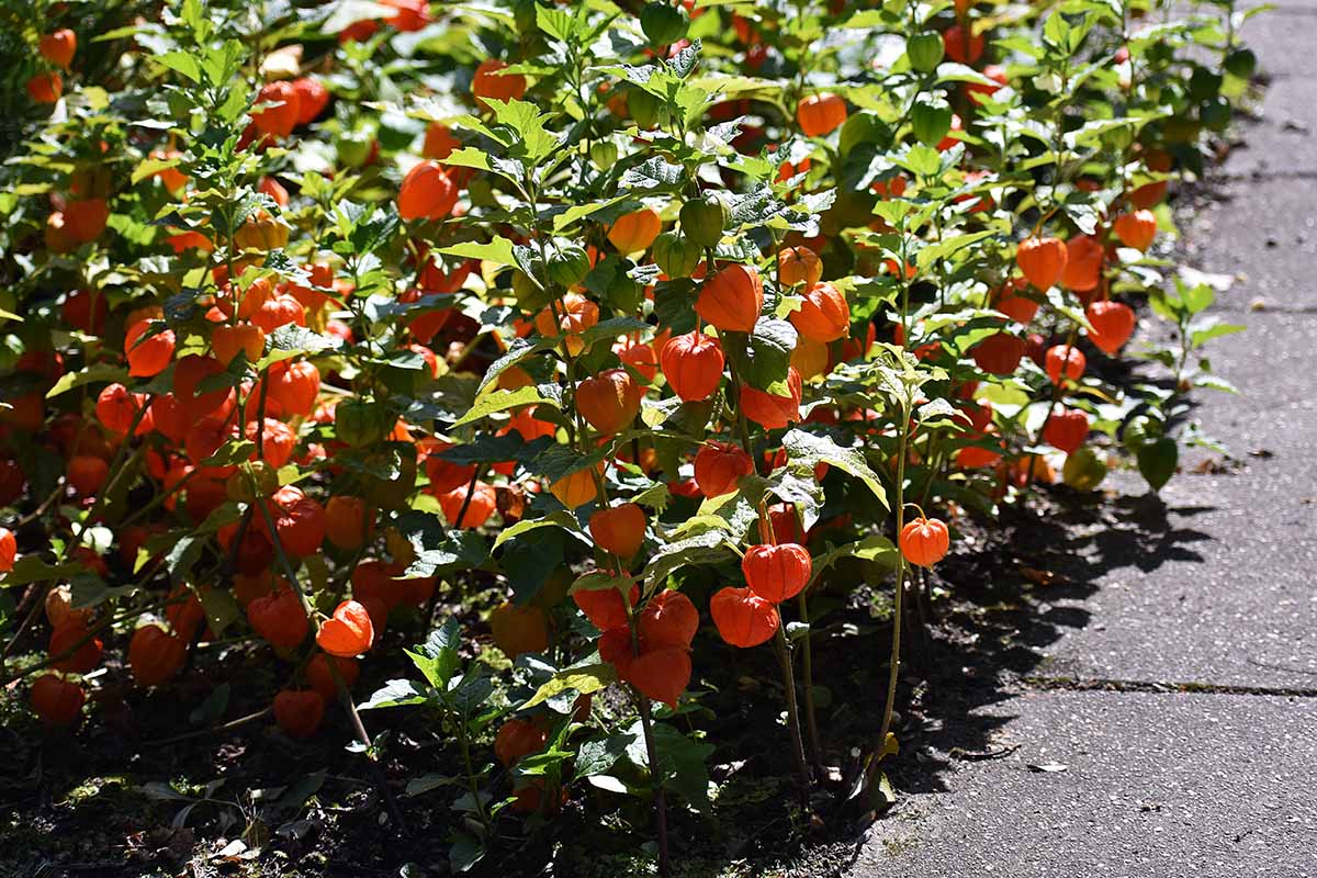 A close up horizontal image of a large stand of Chinese lantern plants growing next to a concrete pathway pictured in bright sunshine.