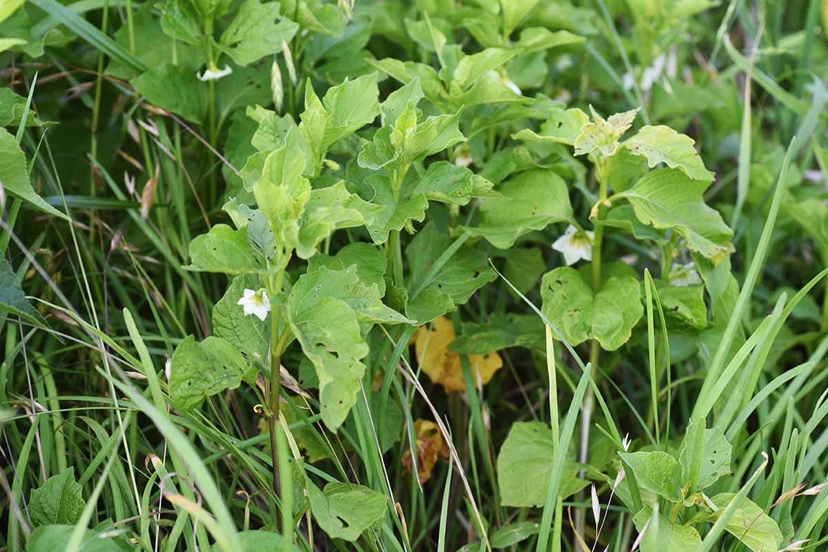 A close up horizontal image of a Chinese lantern plant with small white flowers growing in a lawn.