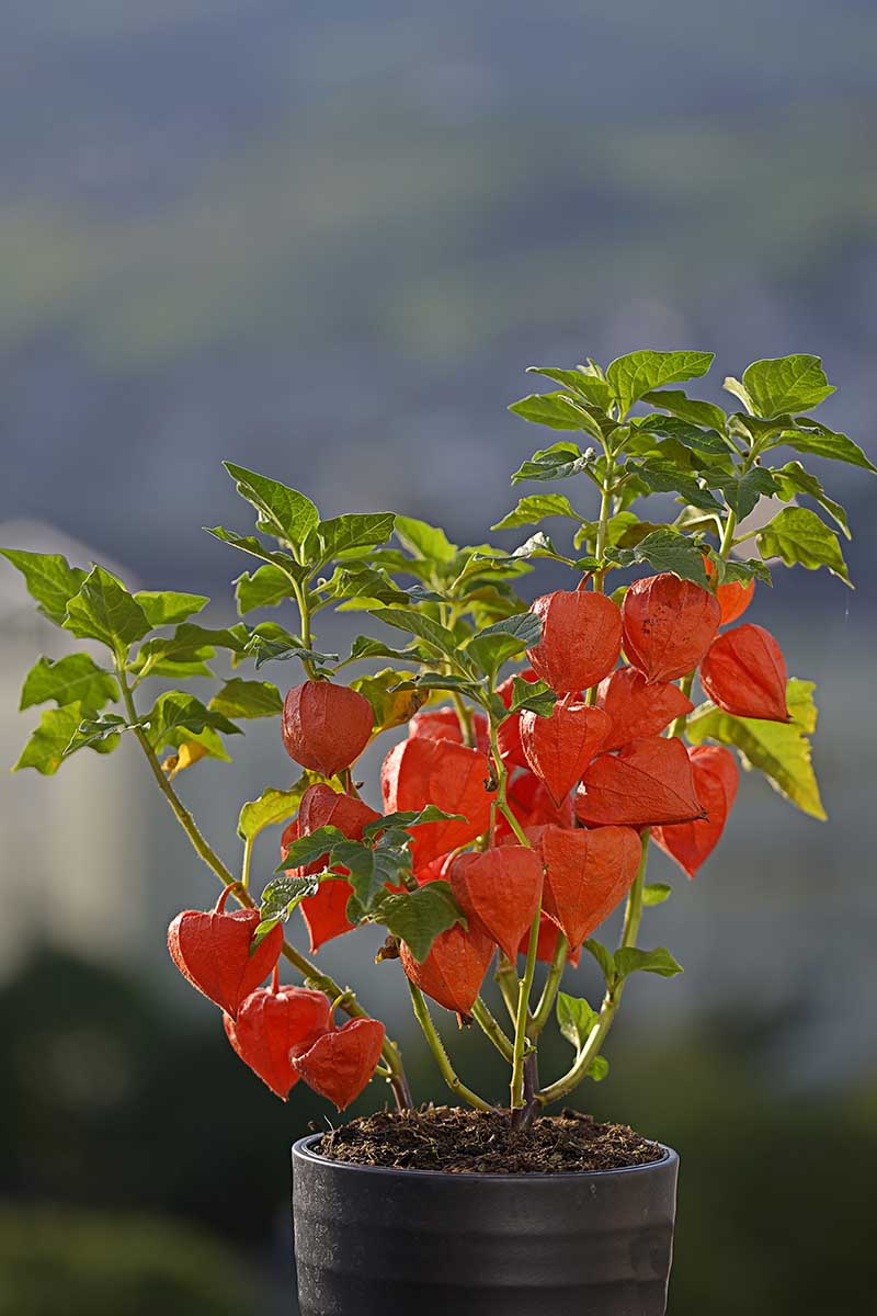 A close up vertical image of a Chinese lantern plant growing in a black ceramic pot pictured on a soft focus background.