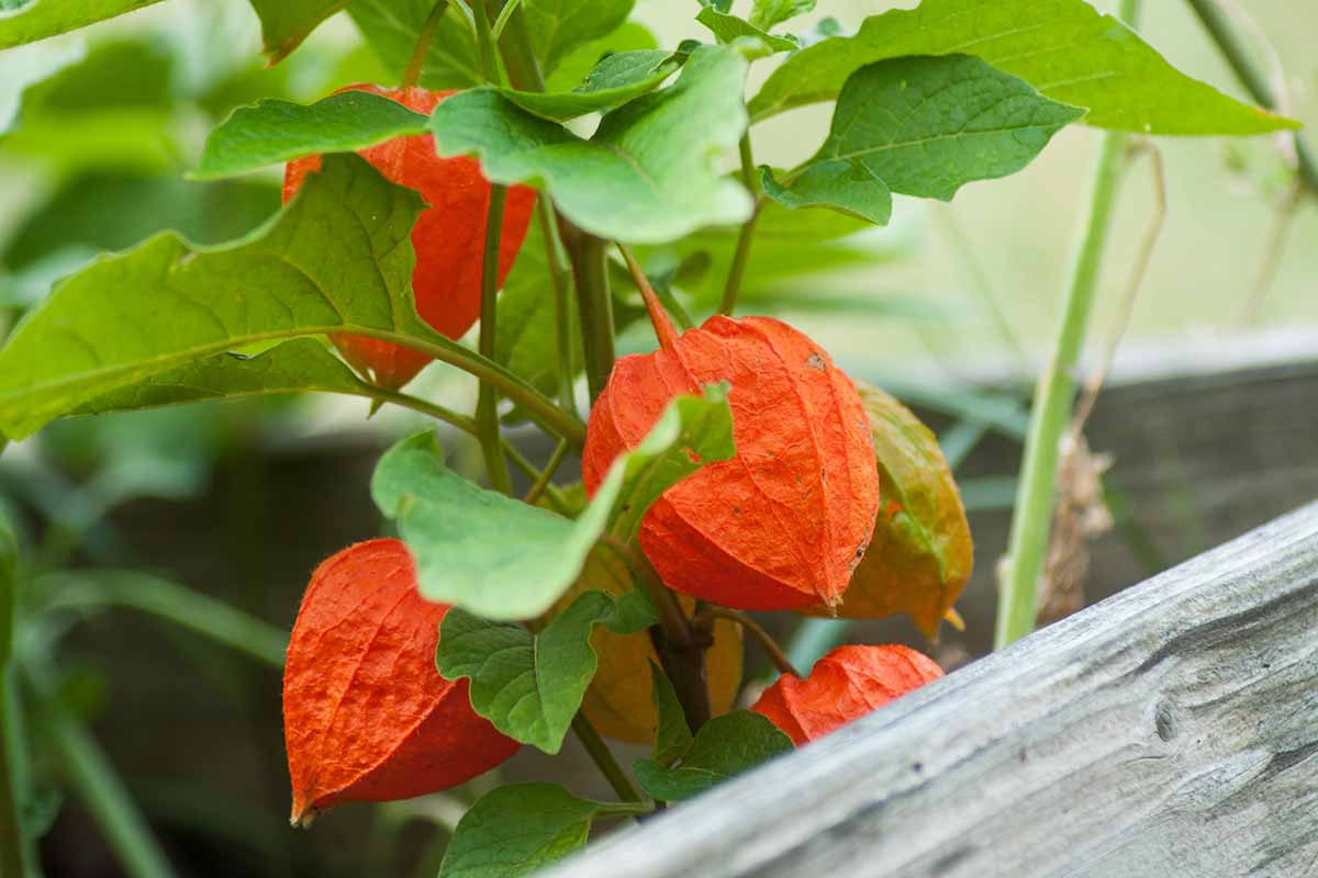 A close up horizontal image of a Chinese lantern plant growing in a raised bed garden.