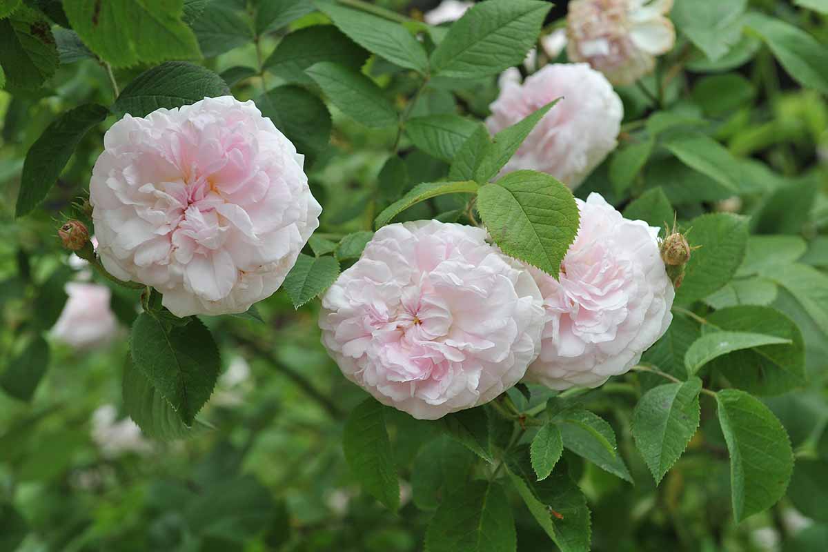 A horizontal image of light pink Rosa 'Chloris' flowers growing in the garden.