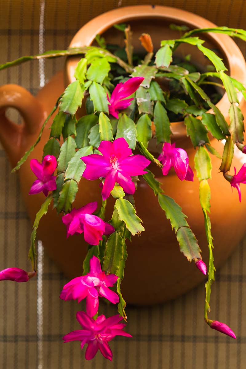 A vertical image of a Christmas cactus in full bloom trailing over the side of a terra cotta pot.