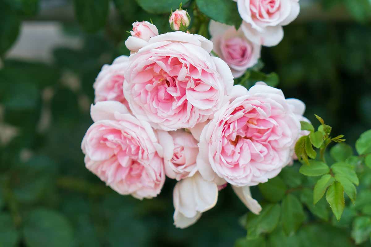 A close up horizontal image of Rosa 'Cinderella' flowers pictured on a soft focus background.