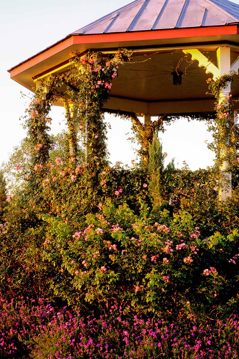 A vertical image of a garden gazebo covered in different flowering vines.