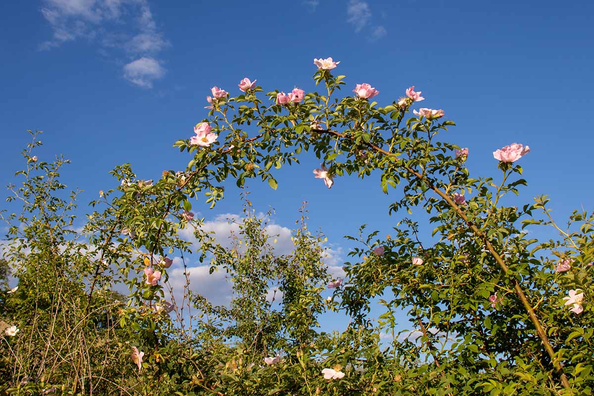 A horizontal image of a large climbing rose with pink flowers pictured on a blue sky background.