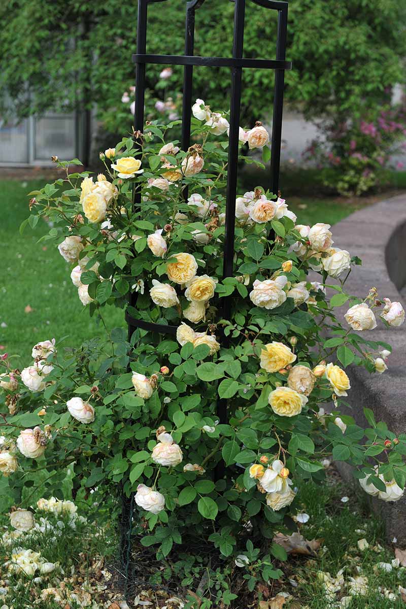 A close up vertical image fo a yellow rose shrub climbing up a metal support.