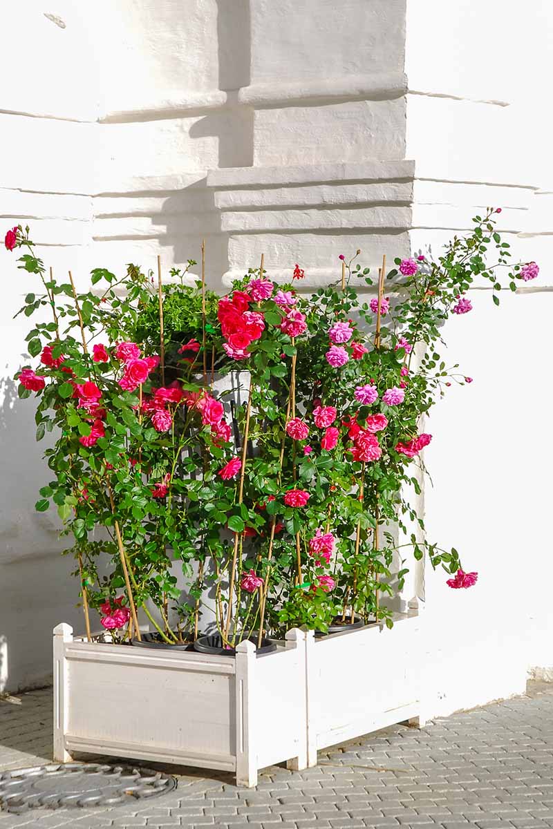 A close up vertical image of red and pink climbing roses growing in wooden planters set next to a white wall.