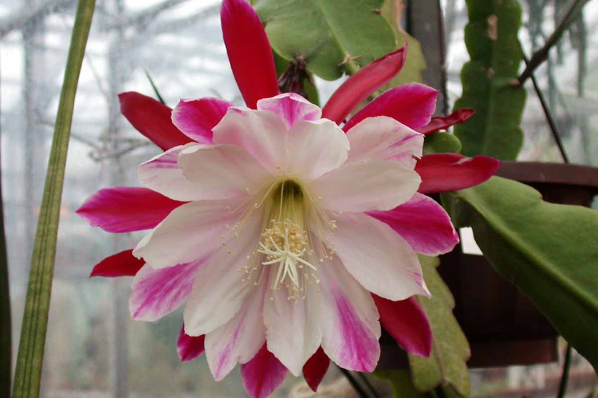 A close up horizontal image of the dramatic white and pink flower of Epiphyllum 'Clown' growing indoors.