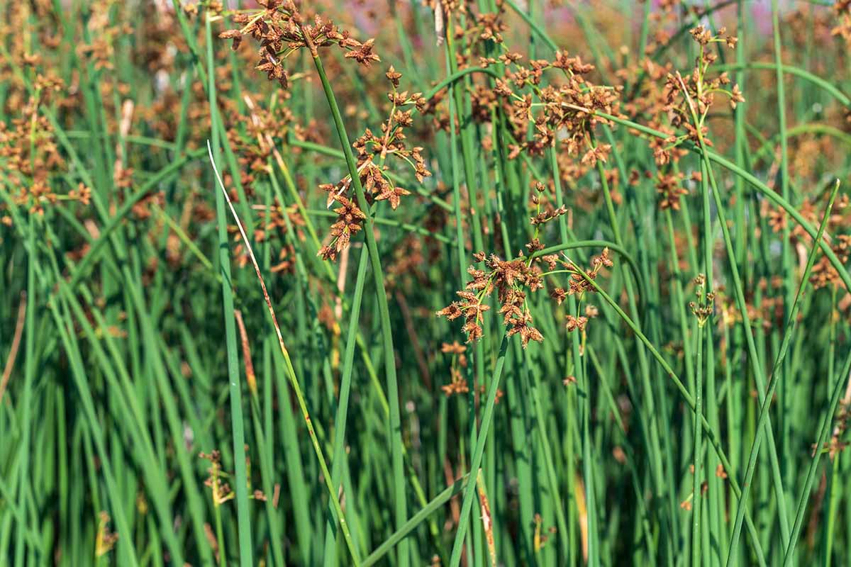 A close up horizontal image of club rush sedge with long green stems and brown inflorescences.