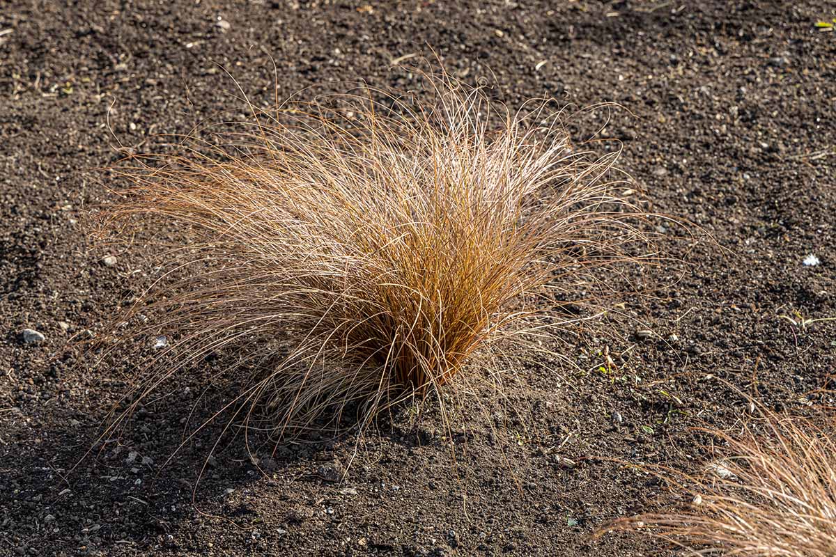 A close up horizontal image of a clump of ornamental grass growing in a barren spot in the garden.