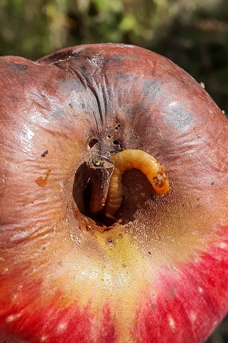 A close up vertical image of a ripe fruit infested with codling moth larvae.