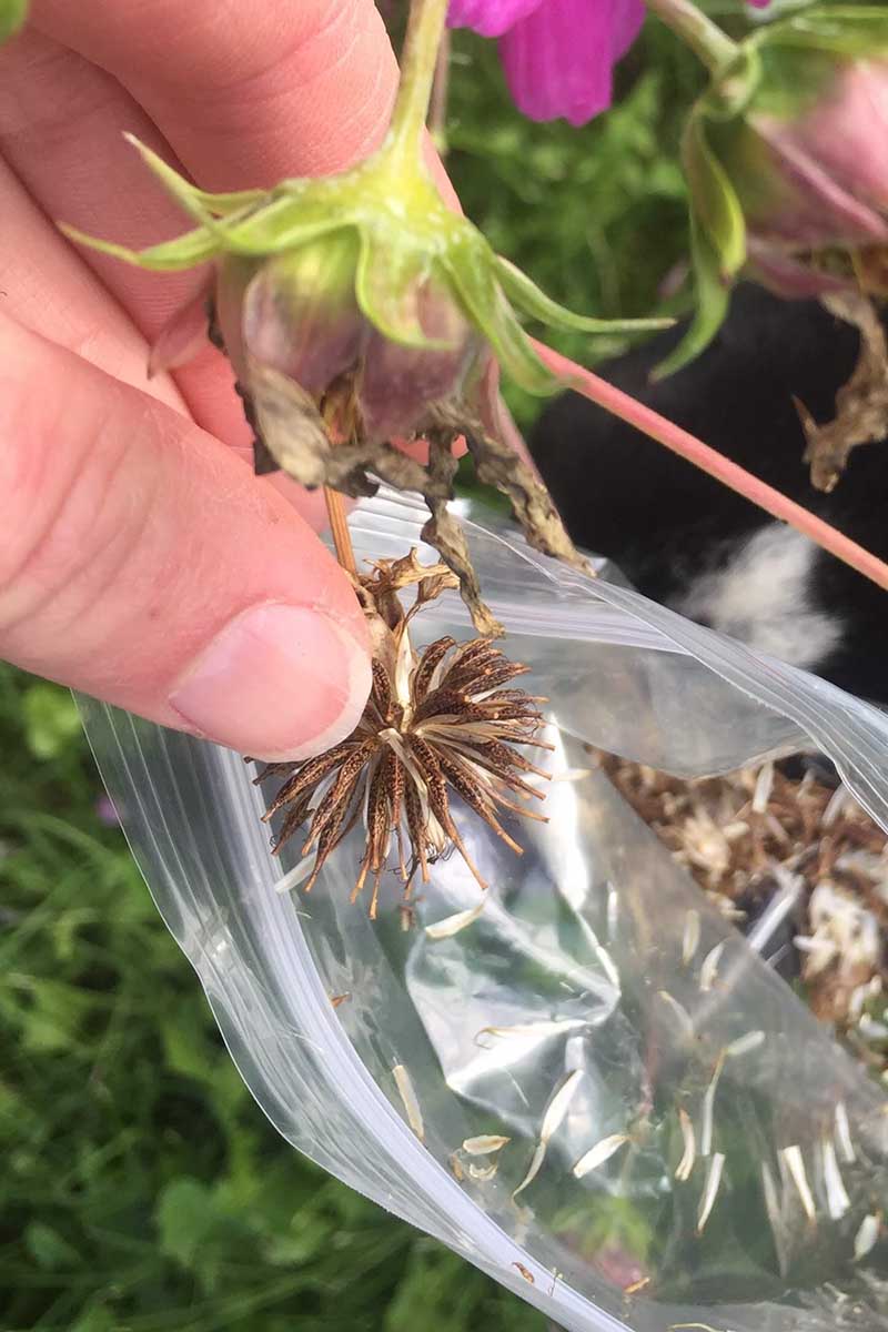 A close up vertical image of a hand from the left of the frame collecting seedheads from a faded flower and placing them in a plastic bag.