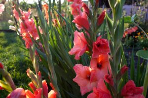 A close up horizontal image of gladiolus flowers growing in the garden pictured in light sunshine.
