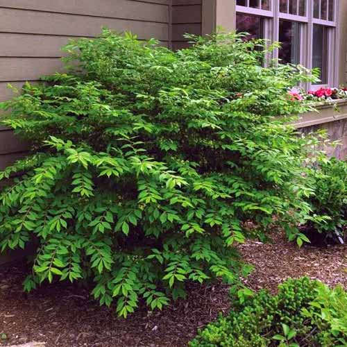 A square image of a green 'Compacta' burning bush growing outside a residence.