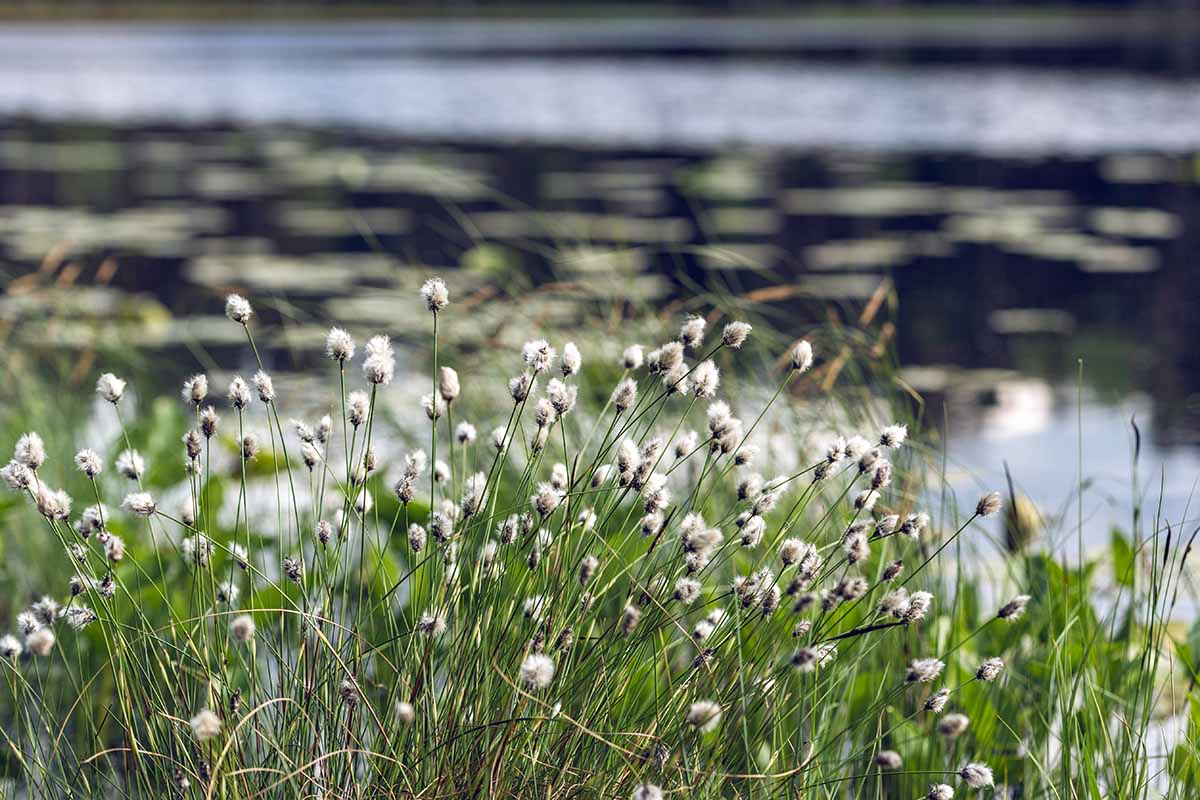 A close up horizontal image of cotton tussokgrass growing by a pond.