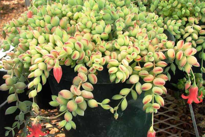 A close up horizontal image of a Cotyledon pendens plant growing in a container.