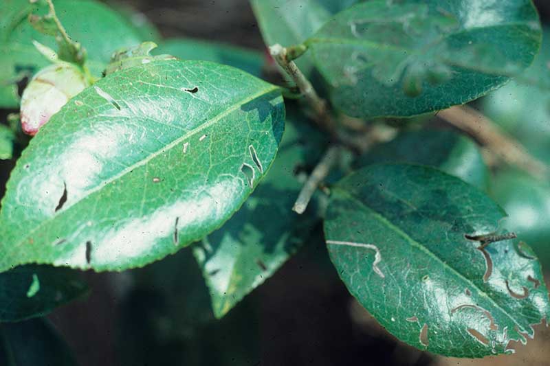 A close up horizontal image of camellia foliage showing cranberry rootworm damage.