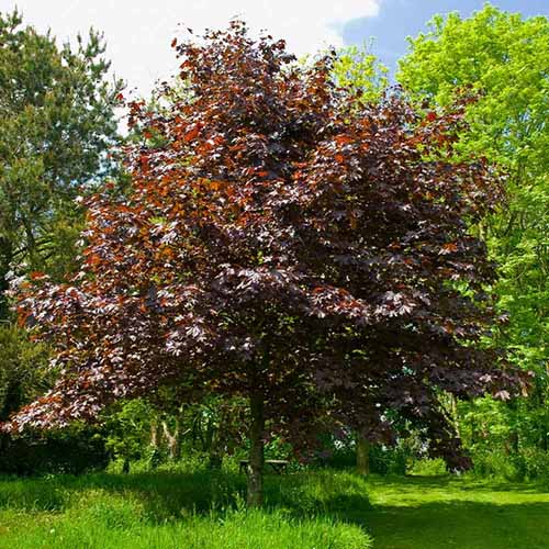 A square image of Acer 'Crimson King' growing in a park.