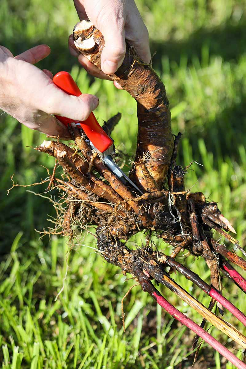 A close up vertical image of a gardener's hands using a pair of pruners to cut the roots of a peony plant to divide it.