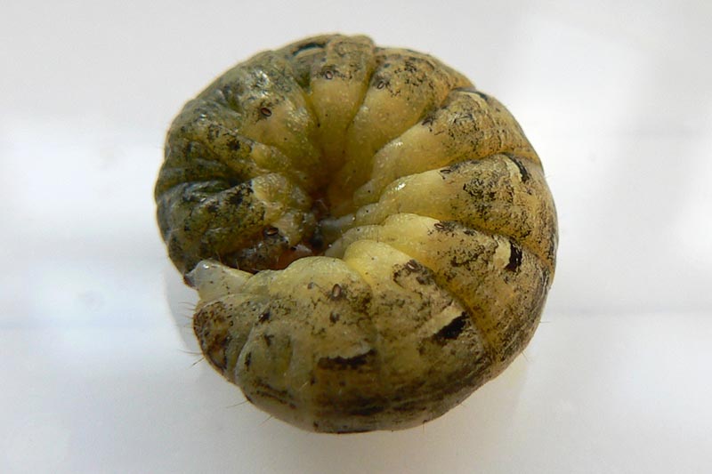 A horizontal image of a cutworm curled up on a white surface.